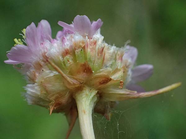 Armeria maritima subsp. elongata \ Sand-Grasnelke, D Sachsen-Anhalt, Hettstedt 11.6.2022