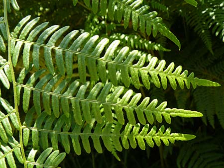 Pteridium aquilinum \ Adlerfarn / Bracken, D Eberbach-Gaimühle 5.7.2015