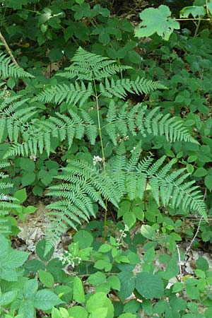 Pteridium aquilinum \ Adlerfarn / Bracken, D Eberbach-Gaimühle 5.7.2015