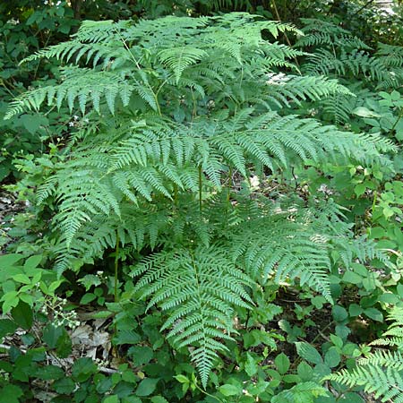 Pteridium aquilinum \ Adlerfarn / Bracken, D Eberbach-Gaimühle 5.7.2015