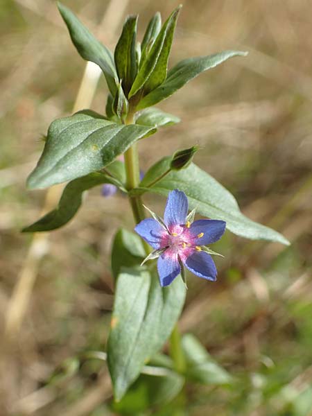 Lysimachia foemina \ Blauer Gauchheil / Blue Pimpernel, D Wiesloch 30.7.2016