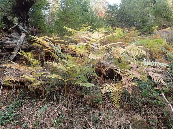 Pteridium aquilinum \ Adlerfarn, D Schwarzwald, Eyachtal 29.10.2016