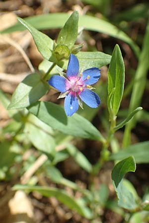 Lysimachia foemina \ Blauer Gauchheil / Blue Pimpernel, D Grünstadt-Asselheim 16.6.2018