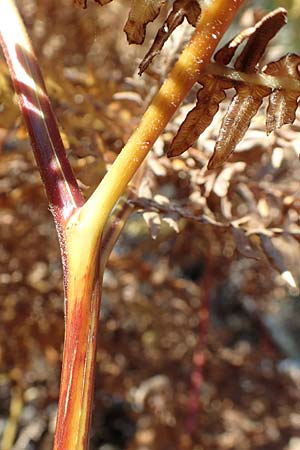 Pteridium aquilinum \ Adlerfarn, D Odenwald, Erbach 16.10.2018