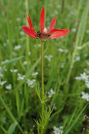 Adonis flammea \ Flammen-Adonisrschen / Flame Adonis, D Neuleiningen 28.5.2021