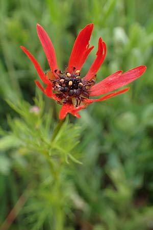 Adonis flammea \ Flammen-Adonisrschen / Flame Adonis, D Neuleiningen 28.5.2021