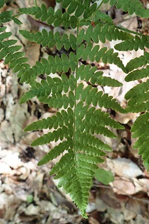 Pteridium pinetorum \ Kiefernwald-Adlerfarn, Nrdlicher Adlerfarn / Pinewood Bracken, D Nieder-Roden 30.5.2023