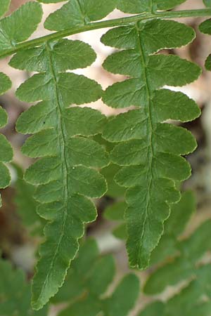 Pteridium pinetorum \ Kiefernwald-Adlerfarn, Nrdlicher Adlerfarn / Pinewood Bracken, D Nieder-Roden 30.5.2023