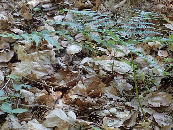 Pteridium pinetorum \ Kiefernwald-Adlerfarn, Nrdlicher Adlerfarn / Pinewood Bracken, D Nieder-Roden 30.5.2023