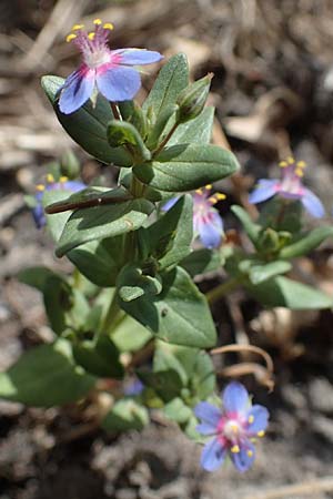 Lysimachia foemina \ Blauer Gauchheil / Blue Pimpernel, D Thüringen, Tunzenhausen 14.6.2023