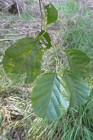 Alnus glutinosa \ Schwarz-Erle, D Mörfelden-Walldorf 6.8.2007