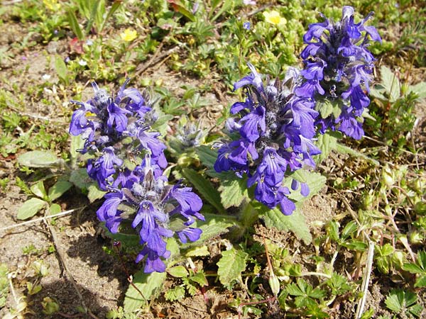 Ajuga genevensis \ Genfer Gnsel, Heide-Gnsel / Blue Bugle, D Mannheim 29.4.2015