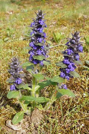 Ajuga genevensis \ Genfer Gnsel, Heide-Gnsel / Blue Bugle, D Mannheim 29.4.2015