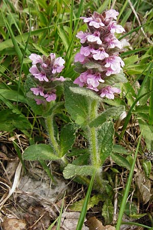 Ajuga genevensis \ Genfer Gnsel, Heide-Gnsel, D Nüdlingen 9.5.2015