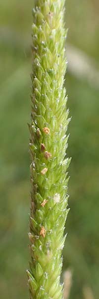 Alopecurus aequalis \ Gelbroter Fuchsschwanz / Orange Foxtail, D Großheubach am Main 20.6.2016