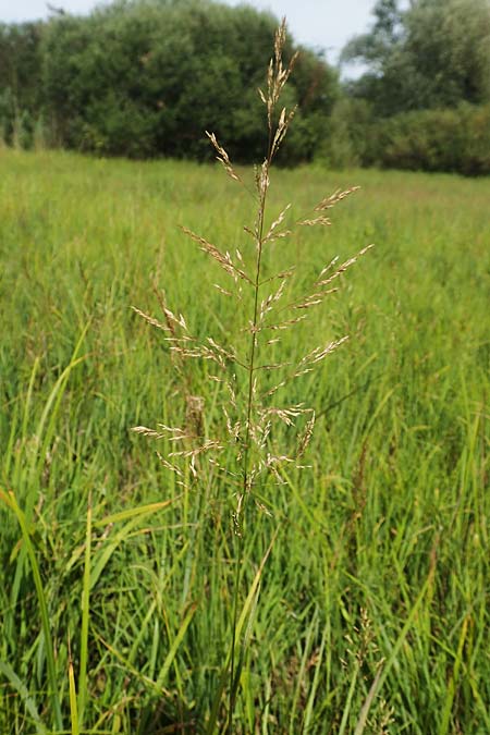 Agrostis gigantea \ Riesen-Straugras, Fiorin-Gras, D Groß-Gerau 28.7.2017