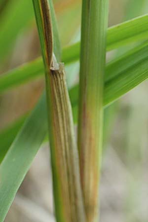 Agrostis gigantea \ Riesen-Straugras, Fiorin-Gras, D Groß-Gerau 28.7.2017