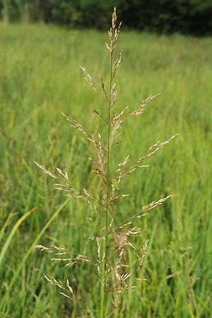 Agrostis gigantea \ Riesen-Straugras, Fiorin-Gras, D Groß-Gerau 28.7.2017