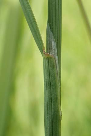 Agrostis gigantea \ Riesen-Straugras, Fiorin-Gras / Black Bentgrass, Redtop, D Groß-Gerau 28.7.2017