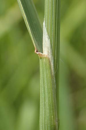 Agrostis gigantea \ Riesen-Straugras, Fiorin-Gras, D Groß-Gerau 28.7.2017