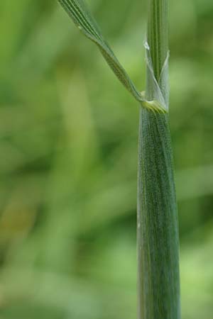 Alopecurus geniculatus \ Knick-Fuchsschwanz / Marsh Foxtail, D Kirchhundem-Benolpe 14.6.2019