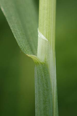 Alopecurus geniculatus \ Knick-Fuchsschwanz / Marsh Foxtail, D Kirchhundem-Benolpe 14.6.2019