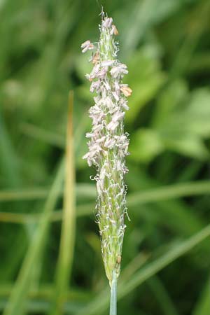 Alopecurus geniculatus \ Knick-Fuchsschwanz / Marsh Foxtail, D Kirchhundem-Benolpe 14.6.2019