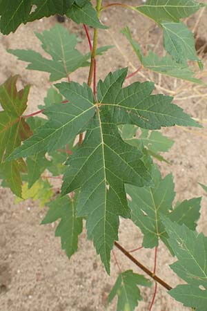 Acer tataricum subsp. ginnala \ Amur-Ahorn, Mongolischer Steppen-Ahorn / Amur Maple, D Mannheim 15.10.2019