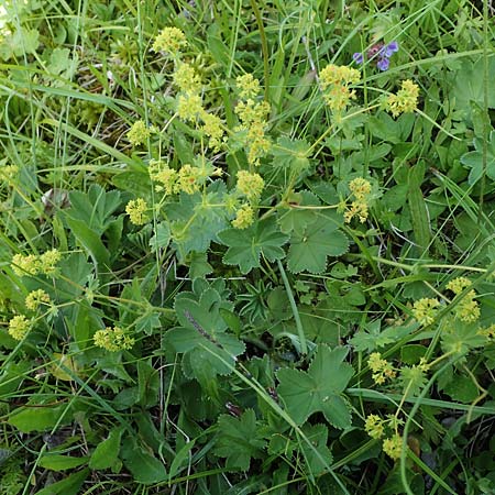 Alchemilla glomerulans \ Knuel-Frauenmantel / Clustered Lady's Mantle, D Wenger Egg Alm 12.7.2021