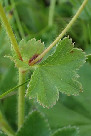 Alchemilla glomerulans \ Knuel-Frauenmantel / Clustered Lady's Mantle, D Wenger Egg Alm 12.7.2021