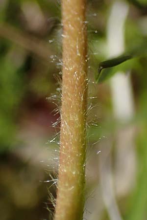 Alchemilla glomerulans \ Knuel-Frauenmantel / Clustered Lady's Mantle, D Wenger Egg Alm 12.7.2021