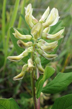 Astragalus glycyphyllos \ Brenschote / Wild Liquorice, D Sachsen-Anhalt, Süßer See 7.6.2022