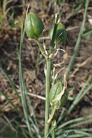 Anthericum liliago \ Astlose Graslilie, D Thüringen, Kölleda 9.6.2022