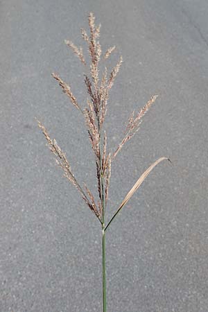 Agrostis gigantea \ Riesen-Straugras, Fiorin-Gras, D Odenwald, Erbach 17.7.2022