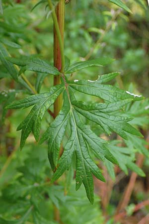 Artemisia gilvescens \ Nickender Beifu, Moxa-Kraut / Chinese Mugwort, D Ettlingen 6.10.2022