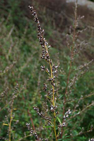 Artemisia gilvescens \ Nickender Beifu, Moxa-Kraut / Chinese Mugwort, D Ettlingen 6.10.2022