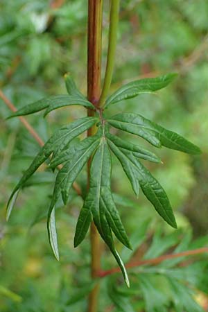 Artemisia gilvescens \ Nickender Beifu, Moxa-Kraut / Chinese Mugwort, D Ettlingen 6.10.2022