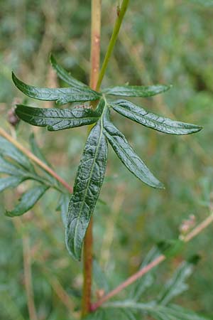 Artemisia gilvescens \ Nickender Beifu, Moxa-Kraut / Chinese Mugwort, D Ettlingen 6.10.2022