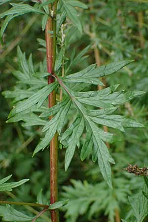 Artemisia gilvescens \ Nickender Beifu, Moxa-Kraut / Chinese Mugwort, D Ettlingen 6.10.2022