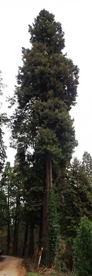 Abies grandis \ Riesen-Tanne, Ksten-Tanne / Grand Fir, D Weinheim an der Bergstraße 18.2.2024