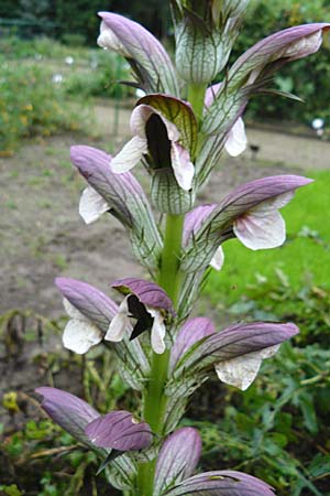 Acanthus hungaricus \ Balkan-Brenklaue, D Botan. Gar.  Universit.  Mainz 13.9.2008