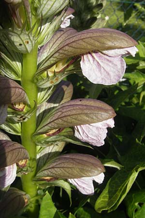 Acanthus hungaricus \ Balkan-Brenklaue / Hungarian Bear's Breech, D Bruchsal 23.6.2012