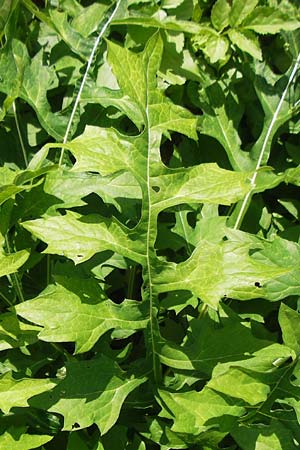 Acanthus hungaricus \ Balkan-Brenklaue / Hungarian Bear's Breech, D Bruchsal 23.6.2012