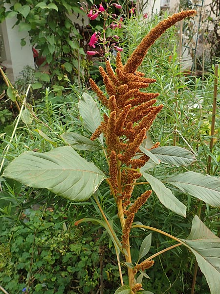 Amaranthus hypochondriacus \ Trauer-Amaranth, Prinzenfeder-Fuchsschwanz / Prince of Wales Pigweed, D Mannheim 10.10.2015