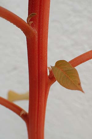 Amaranthus hypochondriacus \ Trauer-Amaranth, Prinzenfeder-Fuchsschwanz / Prince of Wales Pigweed, D Mannheim 10.10.2015