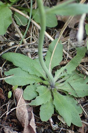 Arabis hirsuta \ Rauhaarige Gnsekresse / Hairy Rock-Cress, D Heidelberg 23.3.2017