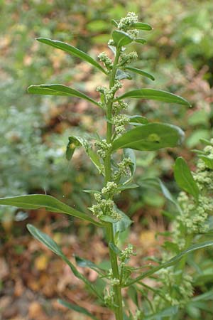 Atriplex hortensis \ Garten-Melde / Garden Orache, D Bochum 23.10.2018