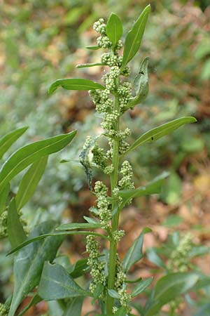 Atriplex hortensis \ Garten-Melde / Garden Orache, D Bochum 23.10.2018