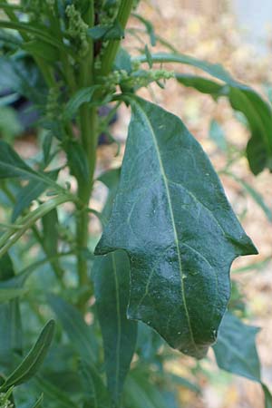 Atriplex hortensis \ Garten-Melde / Garden Orache, D Bochum 23.10.2018