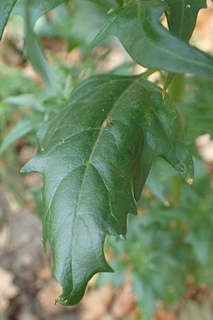 Atriplex hortensis \ Garten-Melde, D Bochum 23.10.2018